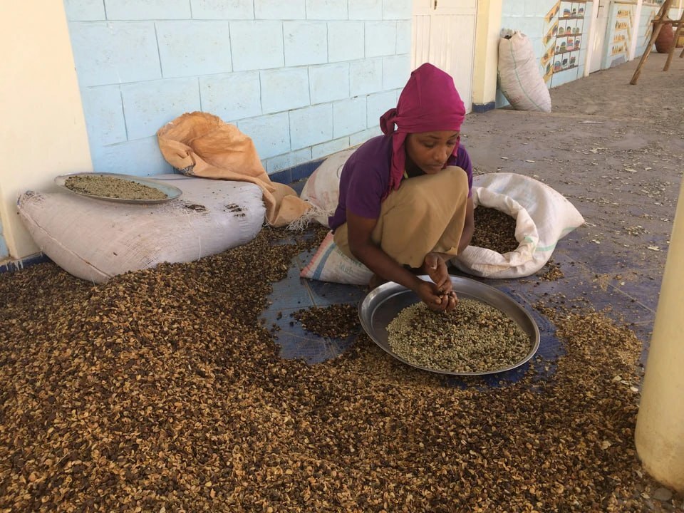 Coffee Farmer